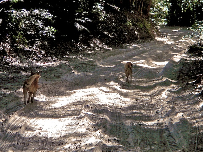 Wild Dingoes